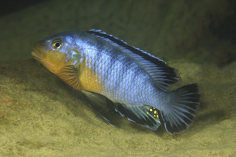 Pseudotropheus brevis 'Boadzulu Island'